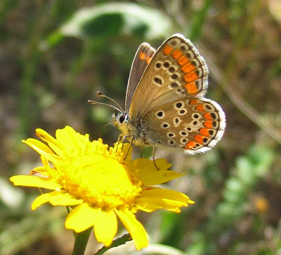 Aricia agestis